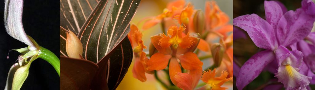orchideenleiste